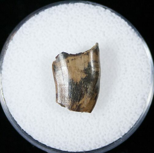 Tyrannosaurid Tooth Fragment - Montana #15209